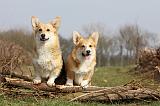 CORGI PEMBROKE 895